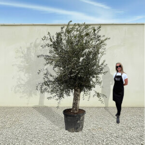 A89 Tuscan Olive Tree (Supremo)