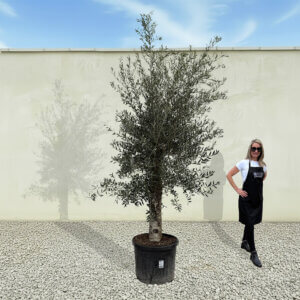 A90 Tuscan Olive Tree (Supremo)