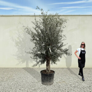A91 Tuscan Olive Tree (Supremo)