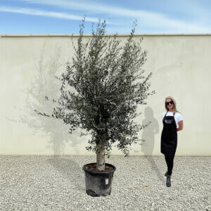 A92 Tuscan Olive Tree (Supremo)