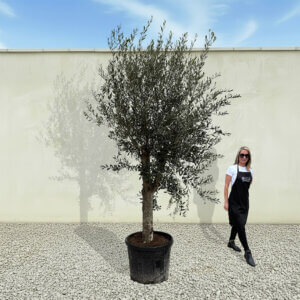 A93 Tuscan Olive Tree (Supremo)
