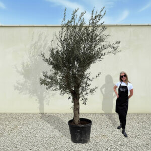A94 Tuscan Olive Tree (Supremo)
