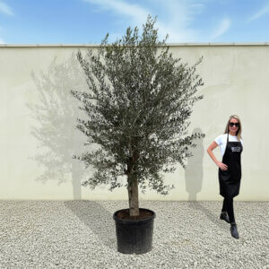 A95 Tuscan Olive Tree (Supremo)