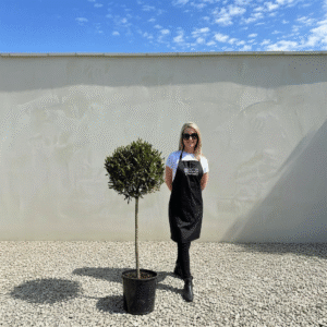 Angustifolia Bay Tree Standard 1.55M Laurus Nobilis (Crown 50-60cm)