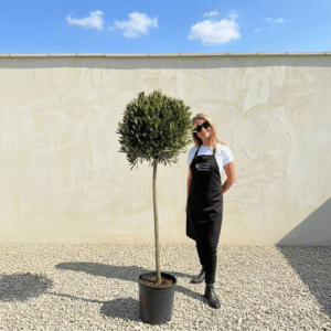 Angustifolia Standard Bay Tree 1.80M - Laurus Nobilis (Crown 50 - 60)