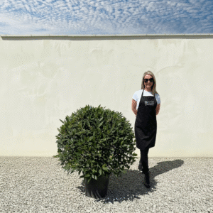 Bay Tree Ball/Globe - Laurus Nobilis (Crown 100-120cm)
