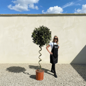 Bay Tree Standard Corkscrew Stem 1.75 - Laurus Nobilis (Crown 65-75cm)