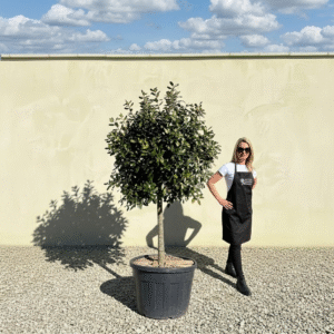 Holly Standard 2.30M - Ilex Nelly R Stevens (Crown 1-1.10M)