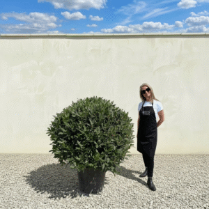 Bay Tree Large Ball/Globe - Laurus Nobilis (Crown 125-135cm)