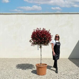Photinia Nana Red Robin Standard 1.85M (Crown 75-85)