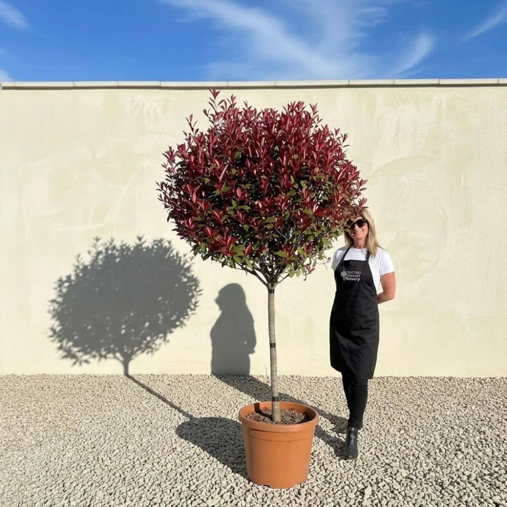 Red Robin Rhs Photinia Red Robin Standard 2.30 (Crown 1-1.10M) - Sutton Manor Nursery