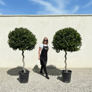 Bay Trees Standard Spiral Stem Pair B Deal 2M - Laurus Nobilis (Crown 95-1M)