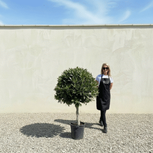 Bay Tree Standard Spiral Stem - Laurus Nobilis (Crown 1-1.10M)