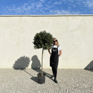 Bay Tree Standard 1.85M - Laurus Nobilis (Crown 65-70cm)