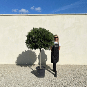 Bay Tree Standard 1.90M - Laurus Nobilis (Crown 85-95cm)