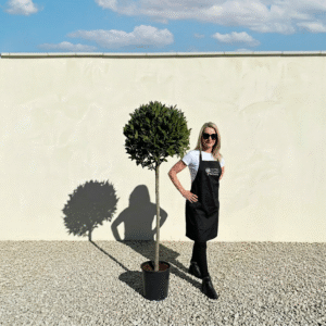 Bay Tree Standard 1.95M - Laurus Nobilis (Crown 70-80cm)