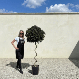 Bay Tree Standard Corkscrew Stem 1.90M - Laurus Nobilis (Crown 65-75cm)