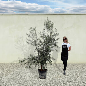 A287 Tuscan Olive Tree (Verde)