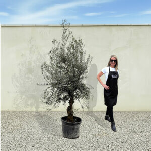 A292 Tuscan Olive Tree (Verde)