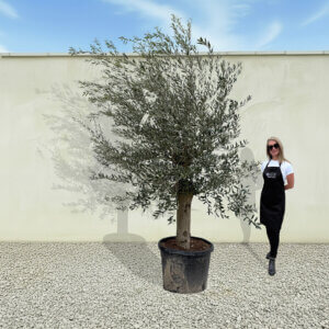 A38 Tuscan Olive Tree (Supremo)