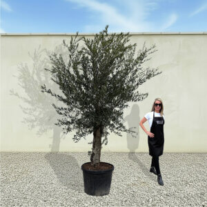 A42 Tuscan Olive Tree (Supremo)