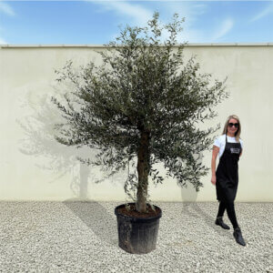 A68 Tuscan Olive Tree (Supremo)