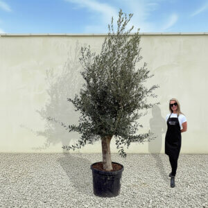 A73 Tuscan Olive Tree (Supremo)