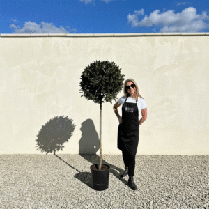 Bay Tree Standard 1.90M - Laurus Nobilis (Crown 60-65cm)