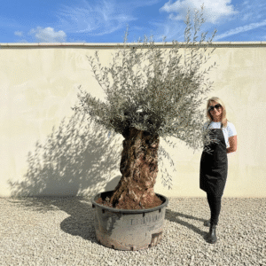 A310 Gnarled Ancient Olive Tree XXL (Grande)