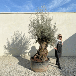 A323 Gnarled Ancient Olive Tree XXL (Grande)