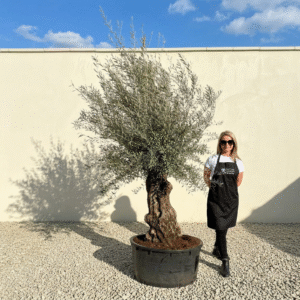 A324 Gnarled Ancient Olive Tree XXL (Grande)