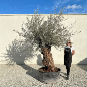 A337 Gnarled Ancient Olive Tree XXL (Grande)