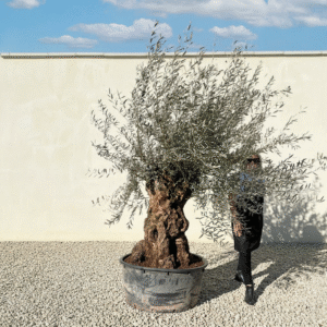 A343 Gnarled Ancient Olive Tree XXL (Grande)