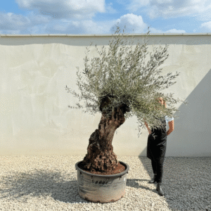A344 Gnarled Ancient Olive Tree XXL (Grande)
