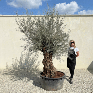 A345 Gnarled Ancient Olive Tree XXL (Grande)