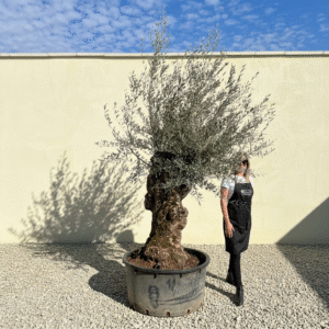 A351 Gnarled Ancient Olive Tree XXL (Grande)