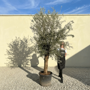A377 Tuscan Olive Tree (Supremo)