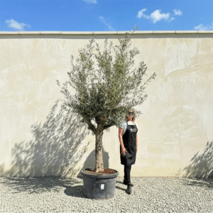 Multistem Olive Tree XL A430 (Arcadia)