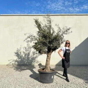 Multistem Olive Tree XL A447 (Arcadia)