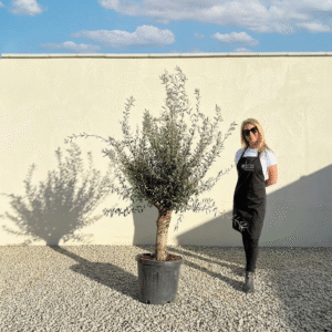 Mediano Tuscan Olive Tree A475