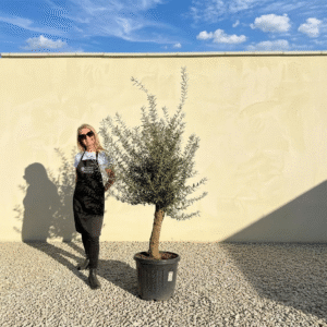Mediano Tuscan Olive Tree A479