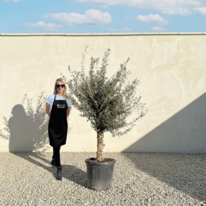 Mediano Tuscan Olive Tree A481