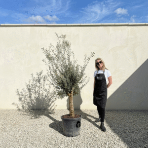 Mediano Tuscan Olive Tree A482