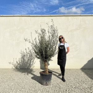 Mediano Tuscan Olive Tree A489