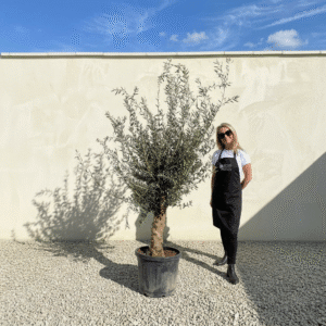 Mediano Tuscan Olive Tree A492