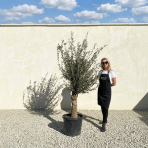Mediano Tuscan Olive Tree A493