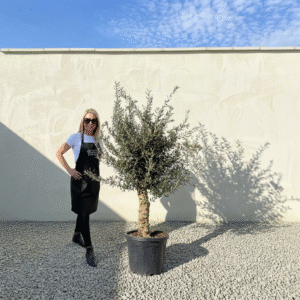 Mediano Tuscan Olive Tree A496