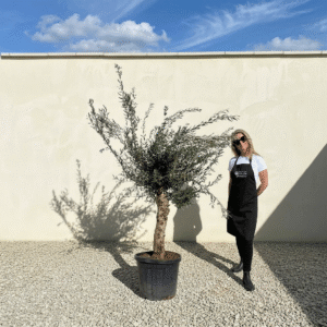 Mediano Tuscan Olive Tree A497