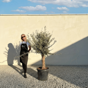Mediano Tuscan Olive Tree A502