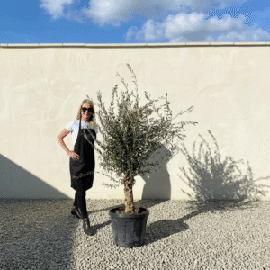 Mediano Tuscan Olive Tree A503